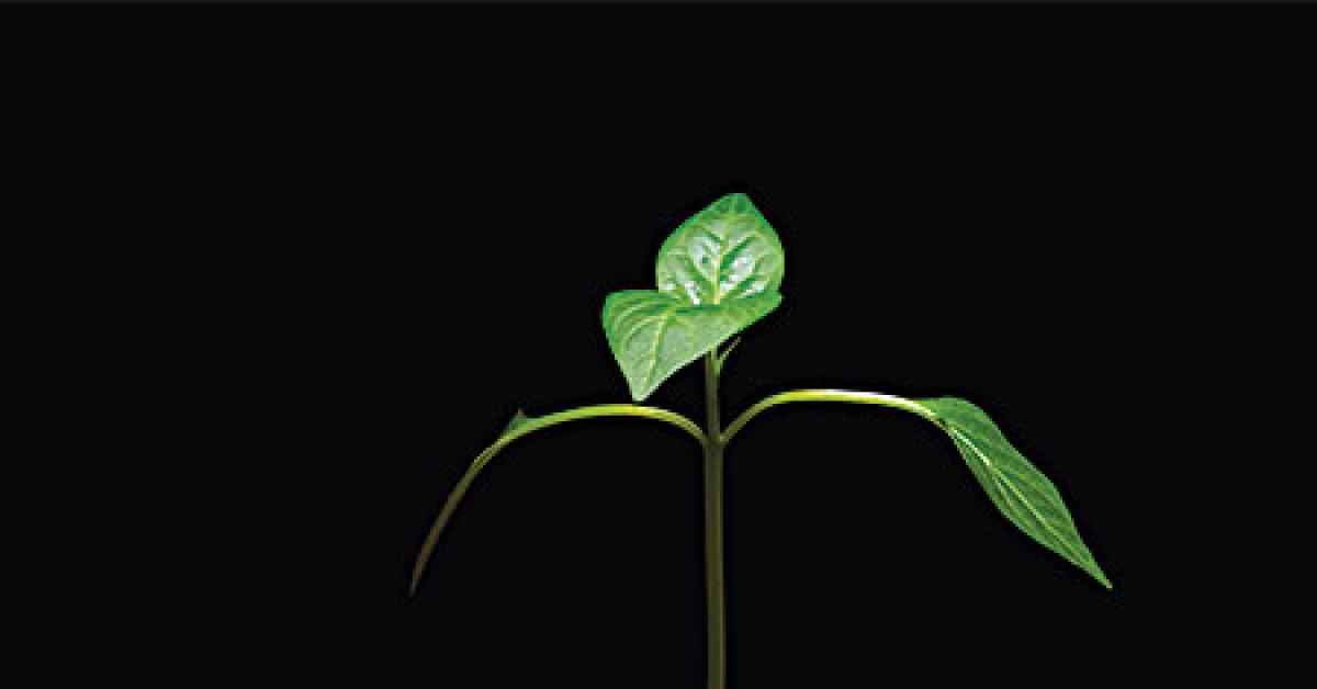 6429 00945 tiny plant in hand web