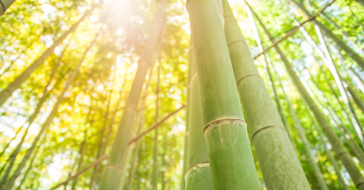 The Basics of Bamboo Textiles