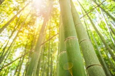 The Basics of Bamboo Textiles
